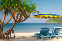 Elephant Canvans on the Wood